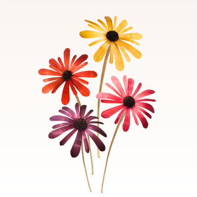 Bamboo Daisy Stems